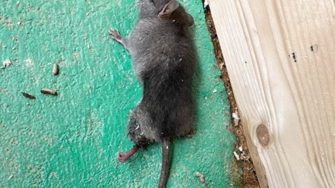 articolo_ratto_nero