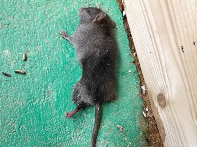 articolo_ratto_nero