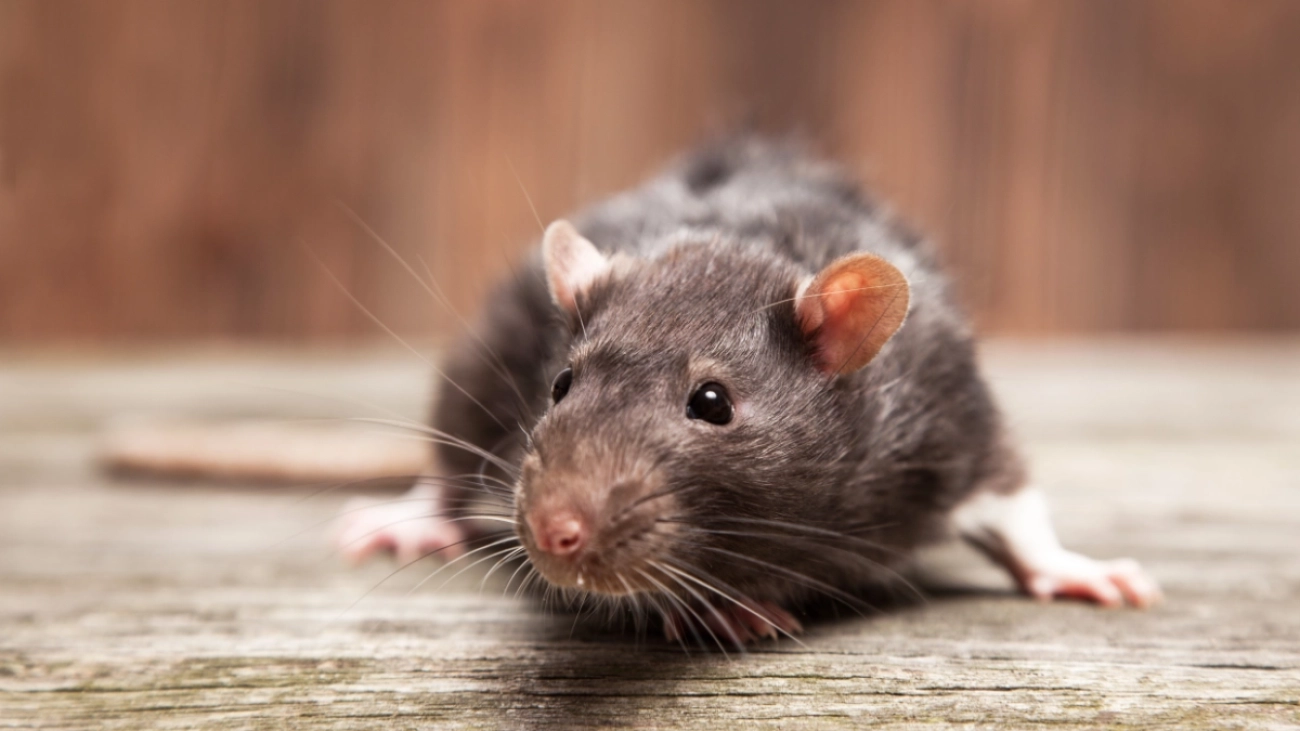 ratto-delle-fogne-il-disinfestatore