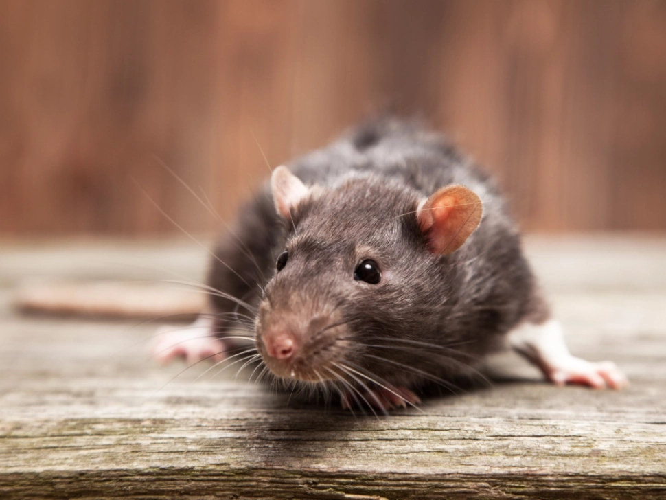 ratto-delle-fogne-il-disinfestatore